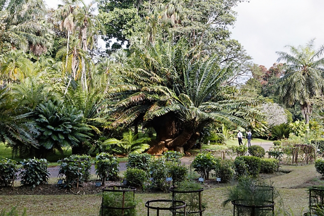 Kandy-Botanical garden-010